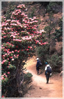 Trekking in the Annapurnas, Nepal
