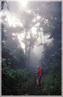 Rain forests, Tanzania
