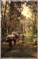 Kilimanjaro