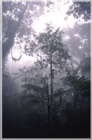 Kilimanjaro