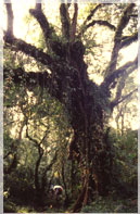 Kilimanjaro